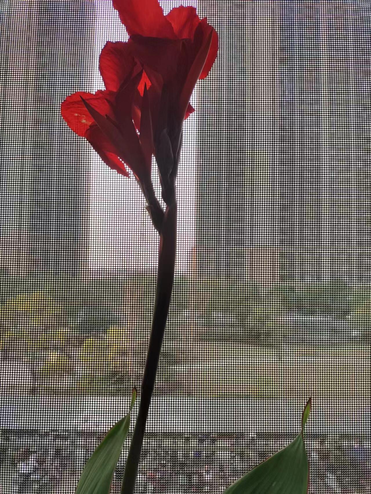 追月逐花